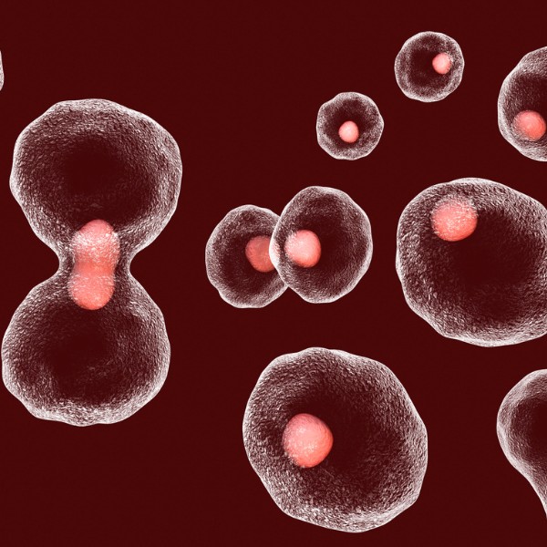 Células do cordão umbilical mostram eficácia em modelo de fibrose pulmonar