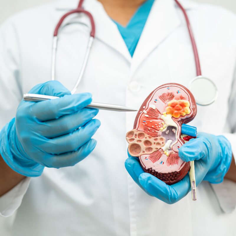 Células estaminais criam tecido ureteral: um passo na direção à criação de rins transplantáveis