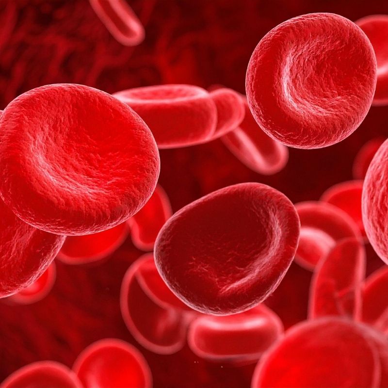 Estudo prospetivo sobre a utilidade do transplante de sangue do cordão umbilical para o tratamento da anemia aplásica