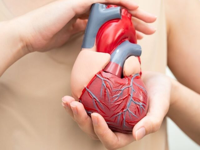 Um coração danificado pode ter uma segunda oportunidade. O transplante de células do cordão, depois de um enfarte, pode reduzir o risco de insuficiência cardíaca. Um ensaio clínico inovador mostra que a aplicação precoce de células estaminais após um enfarte do miocárdio pode fortalecer a função cardíaca e reduzir o risco de insuficiência cardíaca, abrindo uma nova era na cardiologia regenerativa. De acordo com os investigadores, os resultados “sugerem que esta técnica pode servir como um procedimento complementar valioso após um enfarte do miocárdio para prevenir o desenvolvimento de insuficiência cardíaca e reduzir o risco de eventos adversos futuros”.