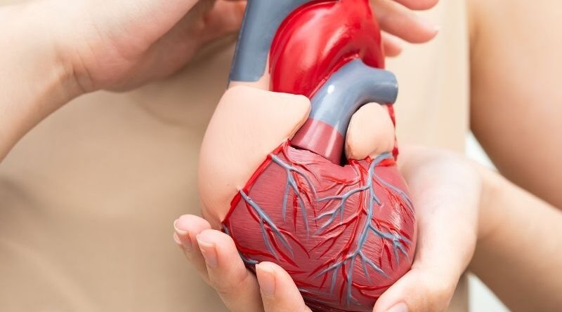 Um coração danificado pode ter uma segunda oportunidade. O transplante de células do cordão, depois de um enfarte, pode reduzir o risco de insuficiência cardíaca. Um ensaio clínico inovador mostra que a aplicação precoce de células estaminais após um enfarte do miocárdio pode fortalecer a função cardíaca e reduzir o risco de insuficiência cardíaca, abrindo uma nova era na cardiologia regenerativa. De acordo com os investigadores, os resultados “sugerem que esta técnica pode servir como um procedimento complementar valioso após um enfarte do miocárdio para prevenir o desenvolvimento de insuficiência cardíaca e reduzir o risco de eventos adversos futuros”.