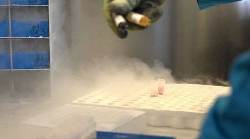 Investigação com células do cordão umbilical em doenças raras As células estaminais do sangue do cordão umbilical são já uma realidade terapêutica em diversas patologias e continuam a ser estudadas em muitas outras onde ainda não existe uma opção de tratamento eficaz. A sua capacidade de regenerar o sistema sanguíneo e imunológico tornou-as uma ferramenta essencial, especialmente no contexto das doenças raras, muitas delas de origem genética ou metabólica. Uma opção com potencial crescente As doenças raras afetam um número reduzido de pessoas, mas, no seu conjunto, impactam milhões em todo o mundo. Muitas destas doenças não têm ainda cura, o que torna a investigação científica fundamental. Neste contexto, as células do cordão umbilical têm ganho destaque, uma vez que: Podem diferenciar-se em vários tipos de células Têm elevada capacidade de regeneração Apresentam menor risco de rejeição em comparação com outras fontes Aplicações atuais e em estudo Atualmente, estas células já são utilizadas no tratamento de várias doenças, sobretudo: Doenças hematológicas Algumas doenças do sistema imunitário Além disso, estão em investigação aplicações em: Doenças neurológicas Patologias metabólicas raras Condições degenerativas Os estudos continuam a demonstrar resultados promissores, abrindo caminho a novas abordagens terapêuticas. O futuro da investigação A ciência continua a avançar rapidamente nesta área. Cada novo estudo contribui para: Melhor compreensão das doenças raras Desenvolvimento de terapias inovadoras Aumento das possibilidades de tratamento para pacientes sem alternativas Assim, a criopreservação do sangue do cordão umbilical assume um papel cada vez mais relevante como uma potencial ferramenta para o futuro da medicina.