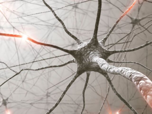 A investigação com células estaminais deu mais um passo importante. Um grupo de cientistas da Universidade de Wisconsin–Madison desenvolveu uma plataforma de bioimpressão 3D capaz de criar tecido neural humano funcional, com células capazes de amadurecer, comunicar entre si e formar redes semelhantes às observadas no tecido cerebral. O estudo, publicado na revista científica Cell Stem Cell, mostra como esta tecnologia pode ajudar a criar modelos humanos mais avançados para estudar o desenvolvimento do sistema nervoso, doenças neurológicas e possíveis respostas a novos medicamentos. Apesar do entusiasmo, este avanço não significa que os investigadores tenham criado um cérebro humano completo, nem que esta tecnologia esteja pronta para utilização clínica. Trata-se, sobretudo, de uma ferramenta de investigação laboratorial. Como foi desenvolvido este tecido neural? Para criar estes tecidos, os investigadores utilizaram células neurais humanas derivadas de células estaminais pluripotentes humanas. Estas células foram organizadas através de bioimpressão 3D, uma técnica que permite posicionar diferentes tipos celulares de forma controlada. Esta abordagem permite criar estruturas com uma organização definida, ajudando os cientistas a estudar como as células crescem, interagem e comunicam entre si. A técnica utilizada permitiu criar um ambiente suficientemente estável, mas também adequado ao crescimento e à ligação entre neurónios. O que torna este estudo tão relevante? O ponto mais importante deste trabalho é que o tecido impresso não apresentou apenas uma estrutura semelhante a tecido neural. As células demonstraram sinais de funcionalidade, formando ligações entre diferentes camadas e diferentes tipos celulares. Os investigadores observaram que os progenitores neuronais impressos em 3D conseguiram diferenciar-se em neurónios e formar circuitos neurais funcionais. Foram também identificados sinais de atividade sináptica e respostas a estímulos neuronais. Além dos neurónios, o estudo incluiu células precursoras de astrócitos, fundamentais para o suporte e funcionamento do sistema nervoso. Estas células amadureceram e estabeleceram interações funcionais com os neurónios. Uma nova ferramenta para estudar doenças neurológicas A possibilidade de criar tecido neural humano funcional em laboratório pode representar uma ferramenta importante para a investigação biomédica. Estes modelos podem ajudar os cientistas a estudar como as células do cérebro comunicam entre si, como se organizam em rede e de que forma determinadas doenças podem alterar esse funcionamento. Esta tecnologia poderá ser útil no estudo de doenças neurológicas e do neurodesenvolvimento, incluindo doenças como Alzheimer e Parkinson, bem como na avaliação de novos candidatos a fármacos. O papel das células estaminais na investigação biomédica Este estudo é mais um exemplo do papel das células estaminais como ferramenta essencial na medicina regenerativa e na investigação científica. Através da sua capacidade de originar diferentes tipos celulares, as células estaminais permitem criar modelos laboratoriais cada vez mais sofisticados, que ajudam a compreender melhor o funcionamento do organismo humano. No entanto, é importante sublinhar que este trabalho utilizou células estaminais pluripotentes humanas, e não células do sangue ou do tecido do cordão umbilical. Ainda assim, a investigação reforça a importância global das células estaminais enquanto plataforma para estudar doenças, testar terapias e desenvolver novas abordagens científicas. Um avanço promissor, mas ainda em fase de investigação Apesar do entusiasmo gerado por este estudo, os dados devem ser interpretados com prudência. A bioimpressão de tecido neural funcional representa um avanço científico relevante, mas ainda não corresponde a uma terapia disponível para doentes, nem a uma solução de transplante. O seu maior impacto, nesta fase, está na criação de modelos humanos mais avançados para investigação. Estes modelos podem ajudar a acelerar o conhecimento sobre o cérebro, melhorar o estudo de doenças complexas e contribuir para futuras estratégias terapêuticas. A ciência continua a mostrar que as células estaminais são uma das áreas mais promissoras da biomedicina moderna — não apenas pelo seu potencial terapêutico, mas também pela sua capacidade de ajudar os investigadores a compreender melhor a vida humana desde as suas bases celulares.