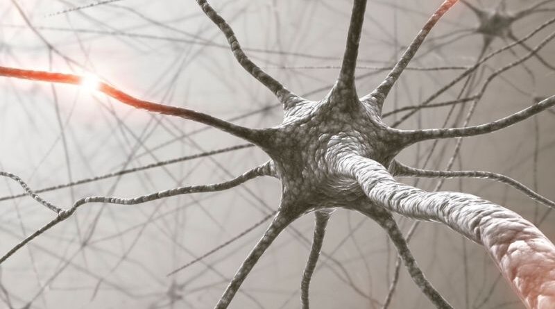 A investigação com células estaminais deu mais um passo importante. Um grupo de cientistas da Universidade de Wisconsin–Madison desenvolveu uma plataforma de bioimpressão 3D capaz de criar tecido neural humano funcional, com células capazes de amadurecer, comunicar entre si e formar redes semelhantes às observadas no tecido cerebral. O estudo, publicado na revista científica Cell Stem Cell, mostra como esta tecnologia pode ajudar a criar modelos humanos mais avançados para estudar o desenvolvimento do sistema nervoso, doenças neurológicas e possíveis respostas a novos medicamentos. Apesar do entusiasmo, este avanço não significa que os investigadores tenham criado um cérebro humano completo, nem que esta tecnologia esteja pronta para utilização clínica. Trata-se, sobretudo, de uma ferramenta de investigação laboratorial. Como foi desenvolvido este tecido neural? Para criar estes tecidos, os investigadores utilizaram células neurais humanas derivadas de células estaminais pluripotentes humanas. Estas células foram organizadas através de bioimpressão 3D, uma técnica que permite posicionar diferentes tipos celulares de forma controlada. Esta abordagem permite criar estruturas com uma organização definida, ajudando os cientistas a estudar como as células crescem, interagem e comunicam entre si. A técnica utilizada permitiu criar um ambiente suficientemente estável, mas também adequado ao crescimento e à ligação entre neurónios. O que torna este estudo tão relevante? O ponto mais importante deste trabalho é que o tecido impresso não apresentou apenas uma estrutura semelhante a tecido neural. As células demonstraram sinais de funcionalidade, formando ligações entre diferentes camadas e diferentes tipos celulares. Os investigadores observaram que os progenitores neuronais impressos em 3D conseguiram diferenciar-se em neurónios e formar circuitos neurais funcionais. Foram também identificados sinais de atividade sináptica e respostas a estímulos neuronais. Além dos neurónios, o estudo incluiu células precursoras de astrócitos, fundamentais para o suporte e funcionamento do sistema nervoso. Estas células amadureceram e estabeleceram interações funcionais com os neurónios. Uma nova ferramenta para estudar doenças neurológicas A possibilidade de criar tecido neural humano funcional em laboratório pode representar uma ferramenta importante para a investigação biomédica. Estes modelos podem ajudar os cientistas a estudar como as células do cérebro comunicam entre si, como se organizam em rede e de que forma determinadas doenças podem alterar esse funcionamento. Esta tecnologia poderá ser útil no estudo de doenças neurológicas e do neurodesenvolvimento, incluindo doenças como Alzheimer e Parkinson, bem como na avaliação de novos candidatos a fármacos. O papel das células estaminais na investigação biomédica Este estudo é mais um exemplo do papel das células estaminais como ferramenta essencial na medicina regenerativa e na investigação científica. Através da sua capacidade de originar diferentes tipos celulares, as células estaminais permitem criar modelos laboratoriais cada vez mais sofisticados, que ajudam a compreender melhor o funcionamento do organismo humano. No entanto, é importante sublinhar que este trabalho utilizou células estaminais pluripotentes humanas, e não células do sangue ou do tecido do cordão umbilical. Ainda assim, a investigação reforça a importância global das células estaminais enquanto plataforma para estudar doenças, testar terapias e desenvolver novas abordagens científicas. Um avanço promissor, mas ainda em fase de investigação Apesar do entusiasmo gerado por este estudo, os dados devem ser interpretados com prudência. A bioimpressão de tecido neural funcional representa um avanço científico relevante, mas ainda não corresponde a uma terapia disponível para doentes, nem a uma solução de transplante. O seu maior impacto, nesta fase, está na criação de modelos humanos mais avançados para investigação. Estes modelos podem ajudar a acelerar o conhecimento sobre o cérebro, melhorar o estudo de doenças complexas e contribuir para futuras estratégias terapêuticas. A ciência continua a mostrar que as células estaminais são uma das áreas mais promissoras da biomedicina moderna — não apenas pelo seu potencial terapêutico, mas também pela sua capacidade de ajudar os investigadores a compreender melhor a vida humana desde as suas bases celulares.