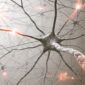 A investigação com células estaminais deu mais um passo importante. Um grupo de cientistas da Universidade de Wisconsin–Madison desenvolveu uma plataforma de bioimpressão 3D capaz de criar tecido neural humano funcional, com células capazes de amadurecer, comunicar entre si e formar redes semelhantes às observadas no tecido cerebral. O estudo, publicado na revista científica Cell Stem Cell, mostra como esta tecnologia pode ajudar a criar modelos humanos mais avançados para estudar o desenvolvimento do sistema nervoso, doenças neurológicas e possíveis respostas a novos medicamentos. Apesar do entusiasmo, este avanço não significa que os investigadores tenham criado um cérebro humano completo, nem que esta tecnologia esteja pronta para utilização clínica. Trata-se, sobretudo, de uma ferramenta de investigação laboratorial. Como foi desenvolvido este tecido neural? Para criar estes tecidos, os investigadores utilizaram células neurais humanas derivadas de células estaminais pluripotentes humanas. Estas células foram organizadas através de bioimpressão 3D, uma técnica que permite posicionar diferentes tipos celulares de forma controlada. Esta abordagem permite criar estruturas com uma organização definida, ajudando os cientistas a estudar como as células crescem, interagem e comunicam entre si. A técnica utilizada permitiu criar um ambiente suficientemente estável, mas também adequado ao crescimento e à ligação entre neurónios. O que torna este estudo tão relevante? O ponto mais importante deste trabalho é que o tecido impresso não apresentou apenas uma estrutura semelhante a tecido neural. As células demonstraram sinais de funcionalidade, formando ligações entre diferentes camadas e diferentes tipos celulares. Os investigadores observaram que os progenitores neuronais impressos em 3D conseguiram diferenciar-se em neurónios e formar circuitos neurais funcionais. Foram também identificados sinais de atividade sináptica e respostas a estímulos neuronais. Além dos neurónios, o estudo incluiu células precursoras de astrócitos, fundamentais para o suporte e funcionamento do sistema nervoso. Estas células amadureceram e estabeleceram interações funcionais com os neurónios. Uma nova ferramenta para estudar doenças neurológicas A possibilidade de criar tecido neural humano funcional em laboratório pode representar uma ferramenta importante para a investigação biomédica. Estes modelos podem ajudar os cientistas a estudar como as células do cérebro comunicam entre si, como se organizam em rede e de que forma determinadas doenças podem alterar esse funcionamento. Esta tecnologia poderá ser útil no estudo de doenças neurológicas e do neurodesenvolvimento, incluindo doenças como Alzheimer e Parkinson, bem como na avaliação de novos candidatos a fármacos. O papel das células estaminais na investigação biomédica Este estudo é mais um exemplo do papel das células estaminais como ferramenta essencial na medicina regenerativa e na investigação científica. Através da sua capacidade de originar diferentes tipos celulares, as células estaminais permitem criar modelos laboratoriais cada vez mais sofisticados, que ajudam a compreender melhor o funcionamento do organismo humano. No entanto, é importante sublinhar que este trabalho utilizou células estaminais pluripotentes humanas, e não células do sangue ou do tecido do cordão umbilical. Ainda assim, a investigação reforça a importância global das células estaminais enquanto plataforma para estudar doenças, testar terapias e desenvolver novas abordagens científicas. Um avanço promissor, mas ainda em fase de investigação Apesar do entusiasmo gerado por este estudo, os dados devem ser interpretados com prudência. A bioimpressão de tecido neural funcional representa um avanço científico relevante, mas ainda não corresponde a uma terapia disponível para doentes, nem a uma solução de transplante. O seu maior impacto, nesta fase, está na criação de modelos humanos mais avançados para investigação. Estes modelos podem ajudar a acelerar o conhecimento sobre o cérebro, melhorar o estudo de doenças complexas e contribuir para futuras estratégias terapêuticas. A ciência continua a mostrar que as células estaminais são uma das áreas mais promissoras da biomedicina moderna — não apenas pelo seu potencial terapêutico, mas também pela sua capacidade de ajudar os investigadores a compreender melhor a vida humana desde as suas bases celulares.