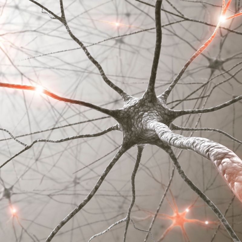 A investigação com células estaminais deu mais um passo importante. Um grupo de cientistas da Universidade de Wisconsin–Madison desenvolveu uma plataforma de bioimpressão 3D capaz de criar tecido neural humano funcional, com células capazes de amadurecer, comunicar entre si e formar redes semelhantes às observadas no tecido cerebral. O estudo, publicado na revista científica Cell Stem Cell, mostra como esta tecnologia pode ajudar a criar modelos humanos mais avançados para estudar o desenvolvimento do sistema nervoso, doenças neurológicas e possíveis respostas a novos medicamentos. Apesar do entusiasmo, este avanço não significa que os investigadores tenham criado um cérebro humano completo, nem que esta tecnologia esteja pronta para utilização clínica. Trata-se, sobretudo, de uma ferramenta de investigação laboratorial. Como foi desenvolvido este tecido neural? Para criar estes tecidos, os investigadores utilizaram células neurais humanas derivadas de células estaminais pluripotentes humanas. Estas células foram organizadas através de bioimpressão 3D, uma técnica que permite posicionar diferentes tipos celulares de forma controlada. Esta abordagem permite criar estruturas com uma organização definida, ajudando os cientistas a estudar como as células crescem, interagem e comunicam entre si. A técnica utilizada permitiu criar um ambiente suficientemente estável, mas também adequado ao crescimento e à ligação entre neurónios. O que torna este estudo tão relevante? O ponto mais importante deste trabalho é que o tecido impresso não apresentou apenas uma estrutura semelhante a tecido neural. As células demonstraram sinais de funcionalidade, formando ligações entre diferentes camadas e diferentes tipos celulares. Os investigadores observaram que os progenitores neuronais impressos em 3D conseguiram diferenciar-se em neurónios e formar circuitos neurais funcionais. Foram também identificados sinais de atividade sináptica e respostas a estímulos neuronais. Além dos neurónios, o estudo incluiu células precursoras de astrócitos, fundamentais para o suporte e funcionamento do sistema nervoso. Estas células amadureceram e estabeleceram interações funcionais com os neurónios. Uma nova ferramenta para estudar doenças neurológicas A possibilidade de criar tecido neural humano funcional em laboratório pode representar uma ferramenta importante para a investigação biomédica. Estes modelos podem ajudar os cientistas a estudar como as células do cérebro comunicam entre si, como se organizam em rede e de que forma determinadas doenças podem alterar esse funcionamento. Esta tecnologia poderá ser útil no estudo de doenças neurológicas e do neurodesenvolvimento, incluindo doenças como Alzheimer e Parkinson, bem como na avaliação de novos candidatos a fármacos. O papel das células estaminais na investigação biomédica Este estudo é mais um exemplo do papel das células estaminais como ferramenta essencial na medicina regenerativa e na investigação científica. Através da sua capacidade de originar diferentes tipos celulares, as células estaminais permitem criar modelos laboratoriais cada vez mais sofisticados, que ajudam a compreender melhor o funcionamento do organismo humano. No entanto, é importante sublinhar que este trabalho utilizou células estaminais pluripotentes humanas, e não células do sangue ou do tecido do cordão umbilical. Ainda assim, a investigação reforça a importância global das células estaminais enquanto plataforma para estudar doenças, testar terapias e desenvolver novas abordagens científicas. Um avanço promissor, mas ainda em fase de investigação Apesar do entusiasmo gerado por este estudo, os dados devem ser interpretados com prudência. A bioimpressão de tecido neural funcional representa um avanço científico relevante, mas ainda não corresponde a uma terapia disponível para doentes, nem a uma solução de transplante. O seu maior impacto, nesta fase, está na criação de modelos humanos mais avançados para investigação. Estes modelos podem ajudar a acelerar o conhecimento sobre o cérebro, melhorar o estudo de doenças complexas e contribuir para futuras estratégias terapêuticas. A ciência continua a mostrar que as células estaminais são uma das áreas mais promissoras da biomedicina moderna — não apenas pelo seu potencial terapêutico, mas também pela sua capacidade de ajudar os investigadores a compreender melhor a vida humana desde as suas bases celulares.