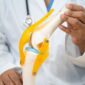 Células estaminais do cordão umbilical mostram resultados promissores na osteoartrose do joelho Um novo ensaio clínico reforça o potencial das células estaminais mesenquimais derivadas do cordão umbilical na investigação de novas abordagens para a osteoartrose do joelho, uma doença degenerativa que afeta a cartilagem e outras estruturas da articulação e que pode provocar dor, inflamação e limitação da mobilidade. Publicado no BMC Musculoskeletal Disorders, o estudo avaliou a segurança e os efeitos clínicos da administração intra-articular de células estaminais mesenquimais derivadas do cordão umbilical (UC-MSCs) em pessoas com osteoartrose do joelho. Tratou-se de um ensaio clínico randomizado, duplamente cego e controlado por placebo, envolvendo 55 participantes distribuídos por três grupos: células mesenquimais do cordão umbilical, ácido hialurónico e placebo. Resultados particularmente relevantes nos doentes com inflamação articular Os participantes receberam uma única injeção intra-articular, sendo administradas 20 milhões de células mesenquimais derivadas do cordão umbilical no grupo experimental. Ao longo dos seis meses seguintes, os investigadores avaliaram diferentes parâmetros relacionados com a dor, função do joelho, qualidade de vida e alterações observadas através de ressonância magnética. Um dos resultados mais relevantes verificou-se nos participantes que, para além da osteoartrose, apresentavam sinovite, ou seja, inflamação da membrana que reveste internamente a articulação. Neste grupo, a administração das células mesenquimais do cordão umbilical esteve associada a uma melhoria significativamente superior da sinovite aos seis meses, comparativamente aos grupos placebo e ácido hialurónico. Foram também observadas melhorias significativas em indicadores de dor, função e qualidade de vida, particularmente nos participantes que apresentavam dor moderada a grave. O potencial das células mesenquimais do cordão umbilical Durante muito tempo, a investigação com células estaminais mesenquimais na osteoartrose esteve especialmente focada na possibilidade de reparação dos tecidos danificados. Atualmente, existe também um interesse crescente nos seus efeitos imunomoduladores e anti-inflamatórios. Estas células podem libertar diferentes moléculas e fatores biologicamente ativos capazes de interagir com o ambiente da articulação, estando a ser estudado o seu potencial para modular processos inflamatórios e proteger os tecidos articulares. Os resultados deste estudo são particularmente interessantes neste contexto, uma vez que sugerem que os doentes com osteoartrose acompanhada de um componente inflamatório, como a sinovite, poderão constituir um grupo especialmente relevante para futuras investigações com células mesenquimais derivadas do cordão umbilical. Uma área ainda em investigação Em termos de segurança, não foram observadas diferenças significativas na ocorrência de eventos adversos entre os três grupos e não foram registados eventos adversos graves relacionados com o tratamento. Os efeitos observados foram sobretudo locais e transitórios. Apesar dos resultados clínicos positivos, a ressonância magnética não revelou diferenças significativas nas restantes estruturas articulares entre os grupos, para além da melhoria observada ao nível da sinovite. Assim, os resultados não permitem concluir que tenha ocorrido regeneração da cartilagem. Os próprios investigadores salientam ainda algumas limitações, nomeadamente o reduzido número de participantes e o período de acompanhamento de apenas seis meses. Serão necessários estudos multicêntricos de maior dimensão, com períodos de acompanhamento mais longos, incluindo ensaios clínicos de fase III, para confirmar a eficácia desta abordagem. Ainda assim, esta investigação acrescenta nova evidência ao estudo das células mesenquimais derivadas do cordão umbilical e reforça o interesse científico em explorar o seu potencial no desenvolvimento de futuras estratégias para doenças articulares degenerativas como a osteoartrose.