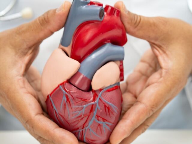 Células do cordão umbilical estudadas na insuficiência cardíaca A investigação com células estaminais do cordão umbilical continua a explorar novas possibilidades na medicina regenerativa. Um estudo publicado em março de 2026 avaliou a segurança e os potenciais efeitos de células estaminais mesenquimais derivadas do cordão umbilical em pessoas com insuficiência cardíaca com fração de ejeção reduzida. O ensaio clínico PRIME-HFrEF analisou uma abordagem baseada em múltiplas administrações intravenosas destas células, procurando perceber não só a sua segurança, mas também possíveis efeitos na função cardíaca. O que é a insuficiência cardíaca com fração de ejeção reduzida? A insuficiência cardíaca ocorre quando o coração não consegue bombear sangue de forma suficientemente eficaz para responder às necessidades do organismo. Na insuficiência cardíaca com fração de ejeção reduzida, ou HFrEF (Heart Failure with Reduced Ejection Fraction), o ventrículo esquerdo apresenta uma capacidade de contração diminuída, reduzindo a quantidade de sangue bombeada em cada batimento. Apesar da existência de diferentes terapêuticas para controlar a doença e melhorar o prognóstico, a investigação continua a procurar novas estratégias capazes de contribuir para a recuperação ou proteção do tecido cardíaco. O estudo PRIME-HFrEF O estudo PRIME-HFrEF foi um ensaio clínico randomizado, controlado por placebo e realizado em doentes com insuficiência cardíaca com fração de ejeção reduzida. Participaram 40 pessoas, distribuídas aleatoriamente entre o grupo que recebeu células estaminais mesenquimais derivadas do cordão umbilical e o grupo de controlo, que recebeu placebo. Os participantes do grupo de tratamento receberam três infusões intravenosas de células mesenquimais do cordão umbilical, administradas com intervalos de seis semanas. O acompanhamento decorreu durante aproximadamente 12 meses, permitindo aos investigadores avaliar a segurança das administrações e acompanhar diferentes indicadores relacionados com a função cardíaca. Quais foram os principais resultados? Um dos principais objetivos do estudo era perceber se a administração repetida destas células apresentava um perfil de segurança aceitável. Os investigadores verificaram que a incidência de acontecimentos adversos graves não apresentou diferenças significativas entre o grupo tratado com células mesenquimais e o grupo placebo. No entanto, foi observado um aumento transitório dos níveis de D-dímero após as infusões, um marcador associado à coagulação do sangue. Este resultado levou os investigadores a salientar a importância de continuar a avaliar os possíveis efeitos das infusões na coagulação em futuros estudos. Relativamente à eficácia, não foi observada uma melhoria estatisticamente significativa da fração de ejeção do ventrículo esquerdo entre os participantes tratados com células mesenquimais e aqueles que receberam placebo. Por outro lado, os investigadores identificaram uma melhoria significativamente superior num parâmetro relacionado com o volume sistólico final do ventrículo direito no grupo que recebeu as células. Este resultado é considerado exploratório, mas levanta novas questões sobre o possível impacto das células mesenquimais do cordão umbilical na estrutura e função do coração. Porque são estudadas células mesenquimais do cordão umbilical? As células estaminais mesenquimais têm sido objeto de investigação em diferentes áreas da medicina regenerativa devido às suas propriedades biológicas. Estas células apresentam capacidade de libertar diferentes moléculas e fatores envolvidos em processos como a modulação da resposta inflamatória, comunicação entre células e reparação dos tecidos. O tecido do cordão umbilical constitui uma das fontes estudadas para obtenção de células mesenquimais, estando atualmente a ser investigado em diversas áreas terapêuticas. No contexto cardiovascular, a investigação procura perceber se estas propriedades poderão contribuir para proteger o músculo cardíaco ou favorecer determinados mecanismos de recuperação. O que significa este estudo para o futuro? Os resultados do PRIME-HFrEF não demonstram que as células estaminais mesenquimais do cordão umbilical constituam atualmente um tratamento para a insuficiência cardíaca. O estudo envolveu apenas 40 participantes e não demonstrou uma melhoria significativa do principal parâmetro de eficácia relacionado com a função do ventrículo esquerdo. Ainda assim, os resultados obtidos ao nível do ventrículo direito, juntamente com os dados de segurança recolhidos ao longo do acompanhamento, fornecem informação importante para o desenvolvimento de novos estudos. Ensaios clínicos com um maior número de participantes serão necessários para compreender melhor a segurança desta abordagem, definir os protocolos de administração mais adequados e perceber se poderão existir benefícios clínicos relevantes. A investigação demonstra, mais uma vez, como as células provenientes do cordão umbilical continuam a ser estudadas em novas áreas da medicina, contribuindo para aumentar o conhecimento científico sobre o seu potencial futuro.