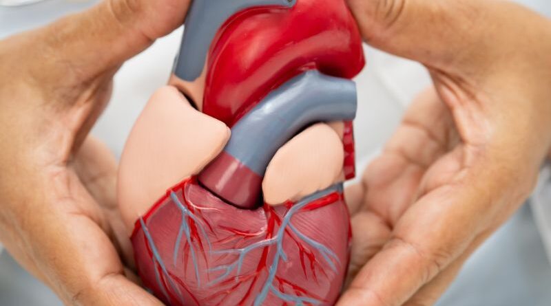 Células do cordão umbilical estudadas na insuficiência cardíaca A investigação com células estaminais do cordão umbilical continua a explorar novas possibilidades na medicina regenerativa. Um estudo publicado em março de 2026 avaliou a segurança e os potenciais efeitos de células estaminais mesenquimais derivadas do cordão umbilical em pessoas com insuficiência cardíaca com fração de ejeção reduzida. O ensaio clínico PRIME-HFrEF analisou uma abordagem baseada em múltiplas administrações intravenosas destas células, procurando perceber não só a sua segurança, mas também possíveis efeitos na função cardíaca. O que é a insuficiência cardíaca com fração de ejeção reduzida? A insuficiência cardíaca ocorre quando o coração não consegue bombear sangue de forma suficientemente eficaz para responder às necessidades do organismo. Na insuficiência cardíaca com fração de ejeção reduzida, ou HFrEF (Heart Failure with Reduced Ejection Fraction), o ventrículo esquerdo apresenta uma capacidade de contração diminuída, reduzindo a quantidade de sangue bombeada em cada batimento. Apesar da existência de diferentes terapêuticas para controlar a doença e melhorar o prognóstico, a investigação continua a procurar novas estratégias capazes de contribuir para a recuperação ou proteção do tecido cardíaco. O estudo PRIME-HFrEF O estudo PRIME-HFrEF foi um ensaio clínico randomizado, controlado por placebo e realizado em doentes com insuficiência cardíaca com fração de ejeção reduzida. Participaram 40 pessoas, distribuídas aleatoriamente entre o grupo que recebeu células estaminais mesenquimais derivadas do cordão umbilical e o grupo de controlo, que recebeu placebo. Os participantes do grupo de tratamento receberam três infusões intravenosas de células mesenquimais do cordão umbilical, administradas com intervalos de seis semanas. O acompanhamento decorreu durante aproximadamente 12 meses, permitindo aos investigadores avaliar a segurança das administrações e acompanhar diferentes indicadores relacionados com a função cardíaca. Quais foram os principais resultados? Um dos principais objetivos do estudo era perceber se a administração repetida destas células apresentava um perfil de segurança aceitável. Os investigadores verificaram que a incidência de acontecimentos adversos graves não apresentou diferenças significativas entre o grupo tratado com células mesenquimais e o grupo placebo. No entanto, foi observado um aumento transitório dos níveis de D-dímero após as infusões, um marcador associado à coagulação do sangue. Este resultado levou os investigadores a salientar a importância de continuar a avaliar os possíveis efeitos das infusões na coagulação em futuros estudos. Relativamente à eficácia, não foi observada uma melhoria estatisticamente significativa da fração de ejeção do ventrículo esquerdo entre os participantes tratados com células mesenquimais e aqueles que receberam placebo. Por outro lado, os investigadores identificaram uma melhoria significativamente superior num parâmetro relacionado com o volume sistólico final do ventrículo direito no grupo que recebeu as células. Este resultado é considerado exploratório, mas levanta novas questões sobre o possível impacto das células mesenquimais do cordão umbilical na estrutura e função do coração. Porque são estudadas células mesenquimais do cordão umbilical? As células estaminais mesenquimais têm sido objeto de investigação em diferentes áreas da medicina regenerativa devido às suas propriedades biológicas. Estas células apresentam capacidade de libertar diferentes moléculas e fatores envolvidos em processos como a modulação da resposta inflamatória, comunicação entre células e reparação dos tecidos. O tecido do cordão umbilical constitui uma das fontes estudadas para obtenção de células mesenquimais, estando atualmente a ser investigado em diversas áreas terapêuticas. No contexto cardiovascular, a investigação procura perceber se estas propriedades poderão contribuir para proteger o músculo cardíaco ou favorecer determinados mecanismos de recuperação. O que significa este estudo para o futuro? Os resultados do PRIME-HFrEF não demonstram que as células estaminais mesenquimais do cordão umbilical constituam atualmente um tratamento para a insuficiência cardíaca. O estudo envolveu apenas 40 participantes e não demonstrou uma melhoria significativa do principal parâmetro de eficácia relacionado com a função do ventrículo esquerdo. Ainda assim, os resultados obtidos ao nível do ventrículo direito, juntamente com os dados de segurança recolhidos ao longo do acompanhamento, fornecem informação importante para o desenvolvimento de novos estudos. Ensaios clínicos com um maior número de participantes serão necessários para compreender melhor a segurança desta abordagem, definir os protocolos de administração mais adequados e perceber se poderão existir benefícios clínicos relevantes. A investigação demonstra, mais uma vez, como as células provenientes do cordão umbilical continuam a ser estudadas em novas áreas da medicina, contribuindo para aumentar o conhecimento científico sobre o seu potencial futuro.