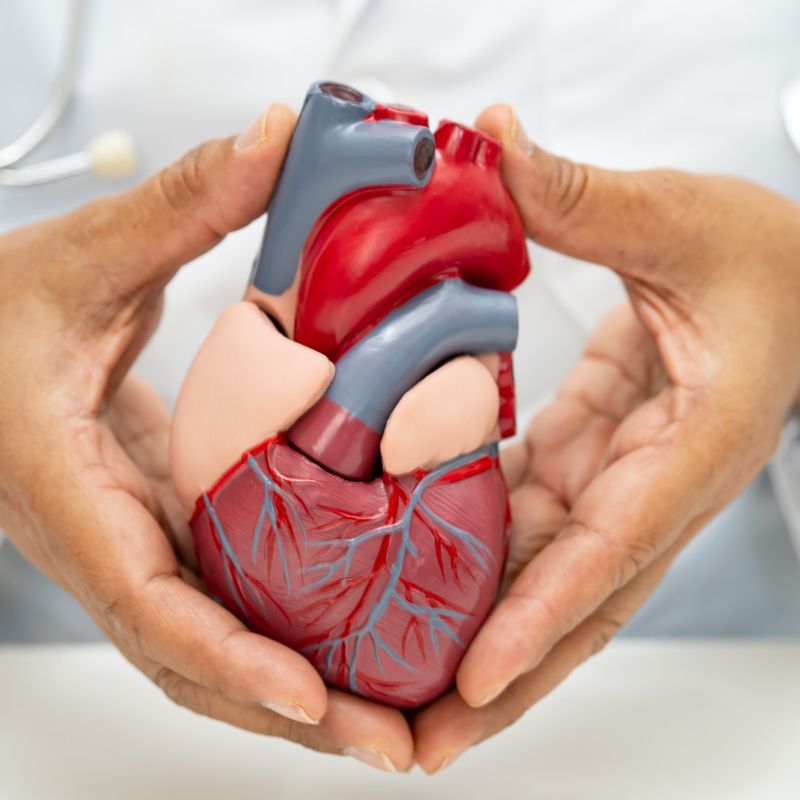 Células do cordão umbilical estudadas na insuficiência cardíaca A investigação com células estaminais do cordão umbilical continua a explorar novas possibilidades na medicina regenerativa. Um estudo publicado em março de 2026 avaliou a segurança e os potenciais efeitos de células estaminais mesenquimais derivadas do cordão umbilical em pessoas com insuficiência cardíaca com fração de ejeção reduzida. O ensaio clínico PRIME-HFrEF analisou uma abordagem baseada em múltiplas administrações intravenosas destas células, procurando perceber não só a sua segurança, mas também possíveis efeitos na função cardíaca. O que é a insuficiência cardíaca com fração de ejeção reduzida? A insuficiência cardíaca ocorre quando o coração não consegue bombear sangue de forma suficientemente eficaz para responder às necessidades do organismo. Na insuficiência cardíaca com fração de ejeção reduzida, ou HFrEF (Heart Failure with Reduced Ejection Fraction), o ventrículo esquerdo apresenta uma capacidade de contração diminuída, reduzindo a quantidade de sangue bombeada em cada batimento. Apesar da existência de diferentes terapêuticas para controlar a doença e melhorar o prognóstico, a investigação continua a procurar novas estratégias capazes de contribuir para a recuperação ou proteção do tecido cardíaco. O estudo PRIME-HFrEF O estudo PRIME-HFrEF foi um ensaio clínico randomizado, controlado por placebo e realizado em doentes com insuficiência cardíaca com fração de ejeção reduzida. Participaram 40 pessoas, distribuídas aleatoriamente entre o grupo que recebeu células estaminais mesenquimais derivadas do cordão umbilical e o grupo de controlo, que recebeu placebo. Os participantes do grupo de tratamento receberam três infusões intravenosas de células mesenquimais do cordão umbilical, administradas com intervalos de seis semanas. O acompanhamento decorreu durante aproximadamente 12 meses, permitindo aos investigadores avaliar a segurança das administrações e acompanhar diferentes indicadores relacionados com a função cardíaca. Quais foram os principais resultados? Um dos principais objetivos do estudo era perceber se a administração repetida destas células apresentava um perfil de segurança aceitável. Os investigadores verificaram que a incidência de acontecimentos adversos graves não apresentou diferenças significativas entre o grupo tratado com células mesenquimais e o grupo placebo. No entanto, foi observado um aumento transitório dos níveis de D-dímero após as infusões, um marcador associado à coagulação do sangue. Este resultado levou os investigadores a salientar a importância de continuar a avaliar os possíveis efeitos das infusões na coagulação em futuros estudos. Relativamente à eficácia, não foi observada uma melhoria estatisticamente significativa da fração de ejeção do ventrículo esquerdo entre os participantes tratados com células mesenquimais e aqueles que receberam placebo. Por outro lado, os investigadores identificaram uma melhoria significativamente superior num parâmetro relacionado com o volume sistólico final do ventrículo direito no grupo que recebeu as células. Este resultado é considerado exploratório, mas levanta novas questões sobre o possível impacto das células mesenquimais do cordão umbilical na estrutura e função do coração. Porque são estudadas células mesenquimais do cordão umbilical? As células estaminais mesenquimais têm sido objeto de investigação em diferentes áreas da medicina regenerativa devido às suas propriedades biológicas. Estas células apresentam capacidade de libertar diferentes moléculas e fatores envolvidos em processos como a modulação da resposta inflamatória, comunicação entre células e reparação dos tecidos. O tecido do cordão umbilical constitui uma das fontes estudadas para obtenção de células mesenquimais, estando atualmente a ser investigado em diversas áreas terapêuticas. No contexto cardiovascular, a investigação procura perceber se estas propriedades poderão contribuir para proteger o músculo cardíaco ou favorecer determinados mecanismos de recuperação. O que significa este estudo para o futuro? Os resultados do PRIME-HFrEF não demonstram que as células estaminais mesenquimais do cordão umbilical constituam atualmente um tratamento para a insuficiência cardíaca. O estudo envolveu apenas 40 participantes e não demonstrou uma melhoria significativa do principal parâmetro de eficácia relacionado com a função do ventrículo esquerdo. Ainda assim, os resultados obtidos ao nível do ventrículo direito, juntamente com os dados de segurança recolhidos ao longo do acompanhamento, fornecem informação importante para o desenvolvimento de novos estudos. Ensaios clínicos com um maior número de participantes serão necessários para compreender melhor a segurança desta abordagem, definir os protocolos de administração mais adequados e perceber se poderão existir benefícios clínicos relevantes. A investigação demonstra, mais uma vez, como as células provenientes do cordão umbilical continuam a ser estudadas em novas áreas da medicina, contribuindo para aumentar o conhecimento científico sobre o seu potencial futuro.